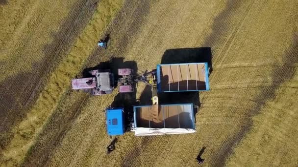 Aerial View Agricultural Machinery Wheat Field Agriculture Scene Agricultural Machinery — Stock Video