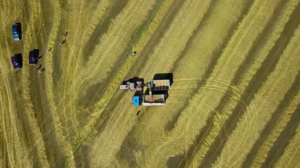 Widok Lotniczy Maszyn Rolniczych Polu Pszenicy Scena Rolnicza Maszynami Rolniczymi — Wideo stockowe