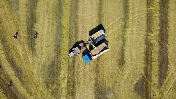 Buğday Tarlasında Tarım Makinelerinin Havadan Görünümü Kırsal Kesimde Tarım Makineleri — Stok video