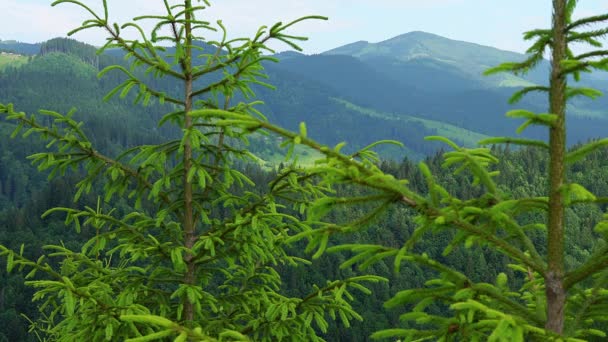 Pohon Konifer Muda Sisi Gunung Hutan Berhutan Musim Panas Hutan — Stok Video