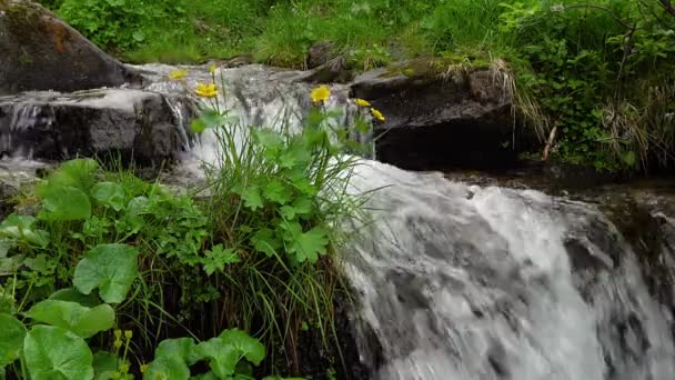 Gula Blommor Och Fjällbäck Ormbunke Och Fjällbäck Snabbt Rinnande Vatten — Stockvideo