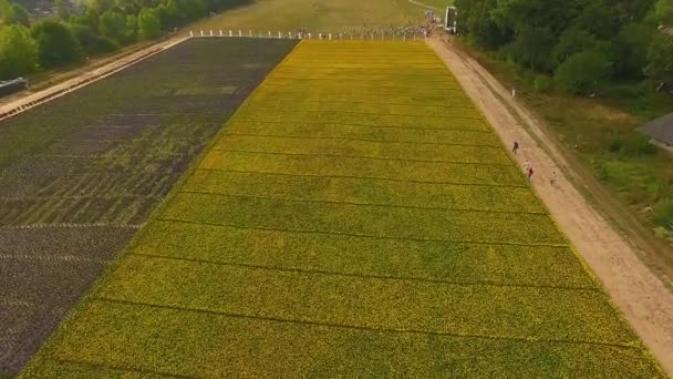 Flygfoto Fält Ringblomma Uppifrån Fältet Blommor Två Färgade Fält Blommor — Stockvideo