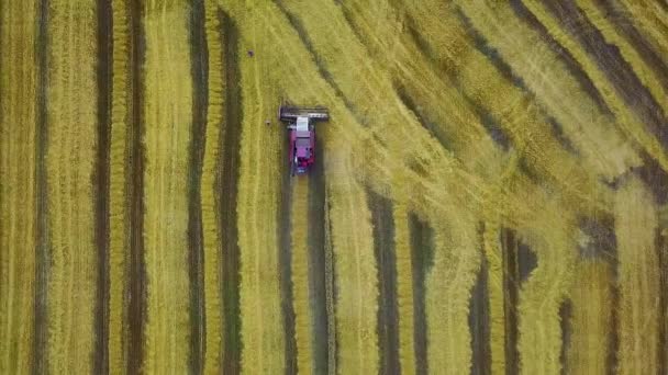 Widok Góry Kombajny Zbożowe Polu Pszenicy Sfazowane Zdjęcia Lotnicze Kombajnu — Wideo stockowe