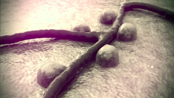 ベータ細胞膵臓の表面 インスリンと血管内の白血球 — ストック動画