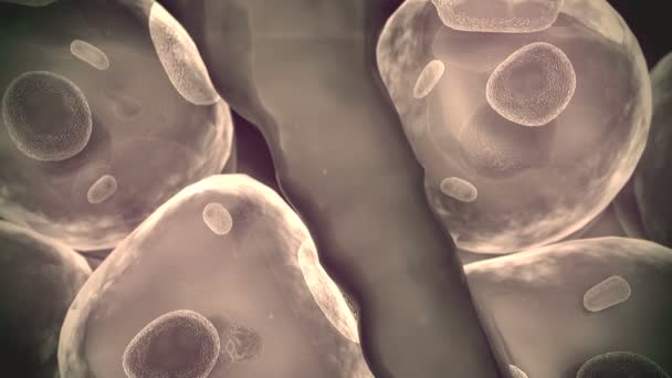 Group Living Cells Microscope Field Fat Cells High Quality Render — Stock Video