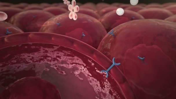 Insülin Molekül Yapısını Glikoz Insan Insülin Etki Mekanizmaları — Stok video