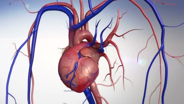 ハートモデル 人間の心臓モデル 完全なクリッピング経路が含まれる 医学研究のための人間の心臓 人間の心臓解剖学 心臓の傷跡 心臓発作後の心臓 — ストック動画