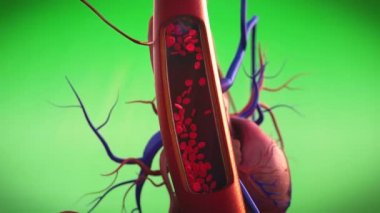 Kalp, İnsan Kalbi Modeli, İnsan Kalbi Anatomisi, Atardamar, kesik bir kesit ile gösterilen arter, orijinal dokular ve küresel aydınlatma ile yüksek kaliteli işleme, kan damarlarının kasılması 