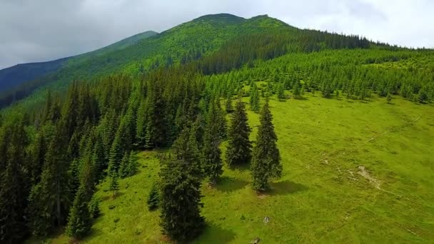 森林の山々の航空写真 山の美しい森への素晴らしい飛行 スプルースの森の航空写真 山の風景 野生の森と山や丘の上を飛ぶ 山の木々の上に飛行 — ストック動画