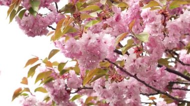 çiçek açan pembe sakura, Sakura bahar çiçekleri, Bahar çiçeği arka plan, Pembe Çiçekler ve Rüzgarda Sallanan Hassas Yaprakları ile Sakura Japon Kiraz Çiçekleri Dalları