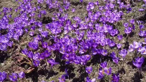 Background of blooming crocuses, flowering crocuses close up, flowering crocuses on the glade, Spring crocuses in carpathia mountains, Field of wild purple crocuses — Stock Footage Background Blooming Crocuses Flowering Crocuses Close Flowering Crocuses Glade Spring Stock Footage