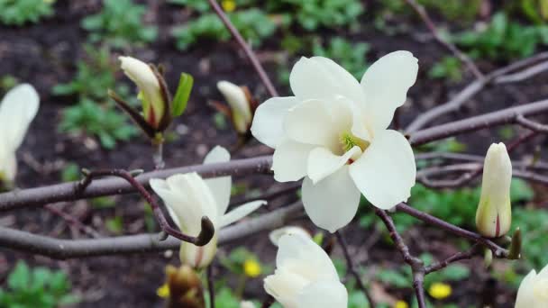 White Magnolia Flowers Flowers White Magnolia White Magnolia White Magnolia — Stock Video
