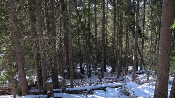 Хвойные леса зимой — стоковое видео