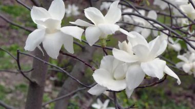 Beyaz manolya çiçekleri