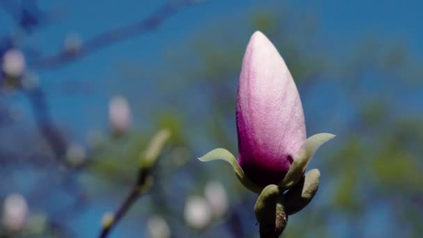 Rosa magnolia bud — Stockvideo