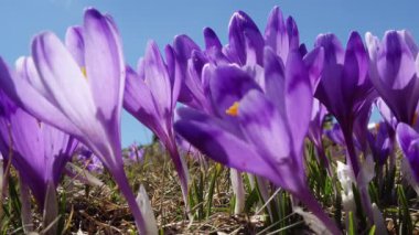 çiçekli crocuses yakın