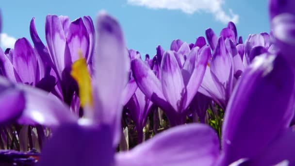 Flores crocantes close up — Vídeo de Stock