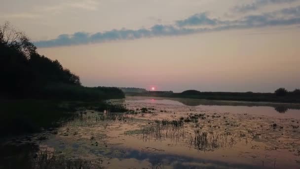鸟湖上的白鹭 白鹭在河上的飞行 灰鹭在早晨的阳光下温暖 — 图库视频影像