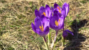 Ladin İğneler ve çiçekli crocuses, çiçekli crocuses yakın, İğneler Bahar crocuses, Bahar çiçeklenme doğaç çiçek