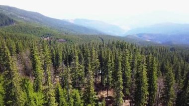 Yukarıdan, yoğun iğne yapraklı orman üst, görünümü hava sık çam ormanı, çam ve köknar, hiçbir alanlarda, çok sıkı, havadan görünümü çam ağaçları ile iğne yapraklı orman manzaralı