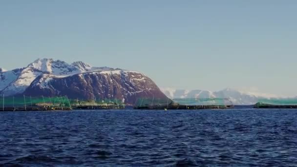 Laxodling Norge Gårds Laxfiske Norge Nätverk Laxodling Norska Havet — Stockvideo