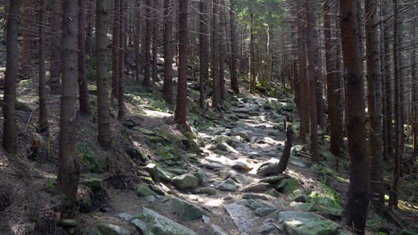 妖精の森の石道 地面に太陽の光パッチ 厚いスプルースの森のパス 木と森の石のパス 松林の石で道を歩く — ストック動画
