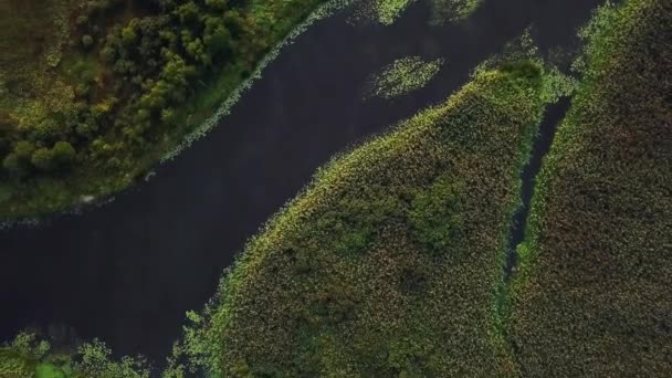 湿地的顶视图 水道和泻湖的高鸟瞰图 通过沼泽的空中向后漂移 — 图库视频影像