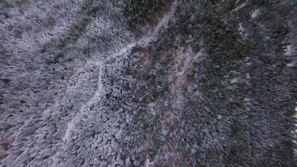 针叶树冬林的看法从上面 密集的针叶林顶 看法空中松树森林的松树和冷杉 鸟树在雪 飞行在冬天山森林 — 图库视频影像