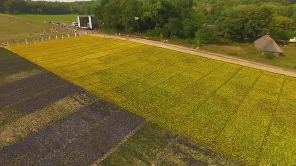 vue aérienne du champ de souci, vue aérienne du champ de fleurs, deux champs de fleurs colorés 