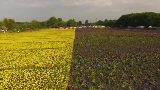 マリーゴールドのフィールドの航空写真 花のフィールドのトップビュー 花の2色のフィールド空中 — ストック動画