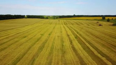 Chamfered buğday alanında birleştirmek hasat üst görünümü, birleştirilmiş hasat hava görüntüleri, modern bir araya toplama buğday birleştirmek havadan görünümü, doğrudan yukarıda birleştirmek uçan