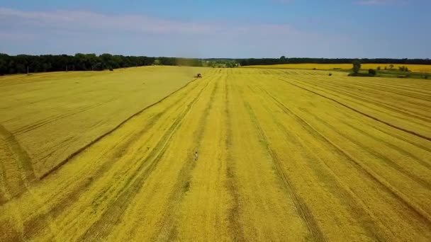 Vista Superior Ceifeira Debulhadora Campo Trigo Chanfrado Filmagem Aérea Uma — Vídeo de Stock