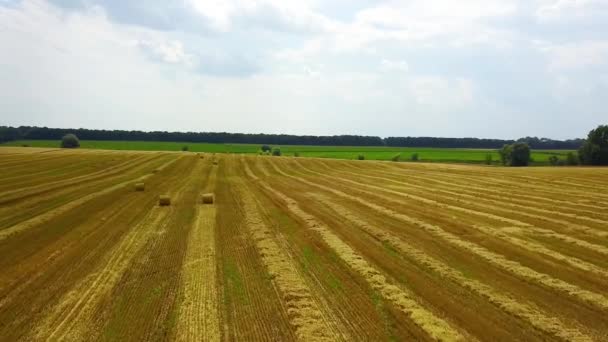 Luftaufnahme Eines Heustapels Auf Einem Weizenfeld Flug Über Heuballen Auf — Stockvideo