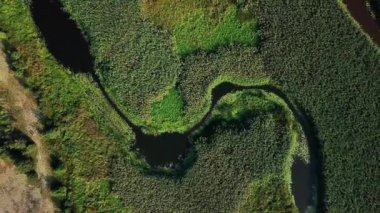 Pripyat River FLOODPLAIN havadan görünümü, nehir sarma havadan görünümü, sulak alanların havadan görünümü, bataklık havadan görünümü