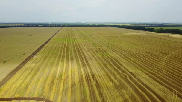 Luftaufnahme Des Weizenfeldes Nach Der Ernte Draufsicht Des Mähdreschers Auf — Stockvideo