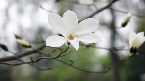 Vita Magnolia Blommor Blommor Vit Magnolia Vit Magnolia Vita Magnolia — Stockvideo