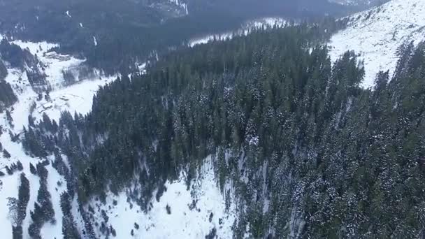 Hutan Musim Dingin Coniferous Pemandangan Dari Atas Hutan Konifer Padat — Stok Video