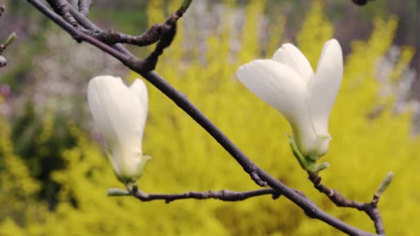 Fiori Magnolia Bianca Fiori Magnolia Bianca Magnolia Bianca Fiori Magnolia — Video Stock