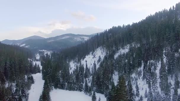 Iglaste Zima Las Widok Góry Góry Gęsty Las Iglasty Antena — Wideo stockowe