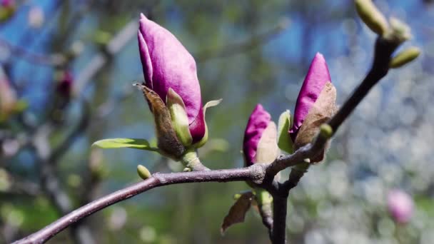 Roze Magnolia Bud Bloemen Van Magnolia Roze Roze Magnolia Roze — Stockvideo
