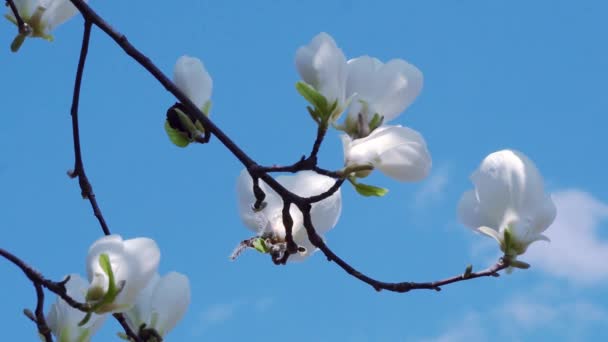 白木蓮 木の枝 マグノリアの木の花 白木蓮の花花自然背景に白いモクレンの花の花 — ストック動画