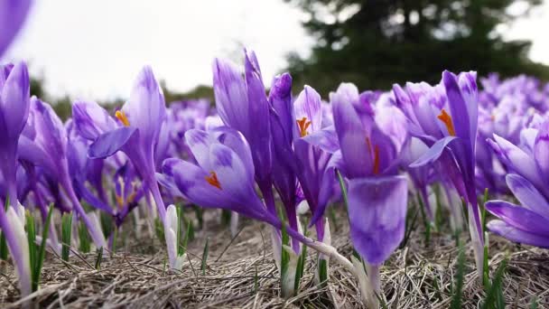 開花クロッカスクローズアップ グレード上の開花クロッカス カルパチア山脈の春のクロッカス 野生の紫色のクロッカスのフィールド 春に咲く野生の成長春の花の美しさ — ストック動画