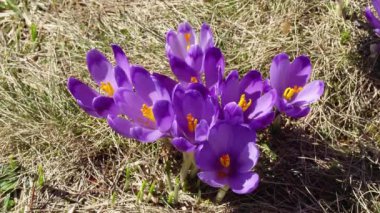 çiçekli crocuses yakın, glade üzerinde çiçekli crocuses, karpat dağlarda Bahar crocuses, yabani mor crocuses Alanı, yabani büyüyen bahar çiçekleri çiğdem güzelliği baharda çiçeklenme,