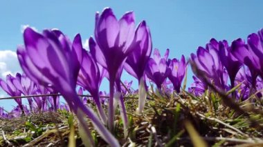 çiçekli crocuses yakın, glade üzerinde çiçekli crocuses, karpat dağlarda Bahar crocuses, yabani mor crocuses Alanı, yabani büyüyen bahar çiçekleri çiğdem güzelliği baharda çiçeklenme,