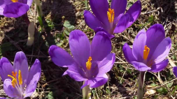 kvetoucí krokusy blízko, kvetoucí krokusy na mýtině, jarní kroje v Karpatech, pole divokých purpurového kroktu, krása divokých jarních květin šafrán kvetení na jaře,