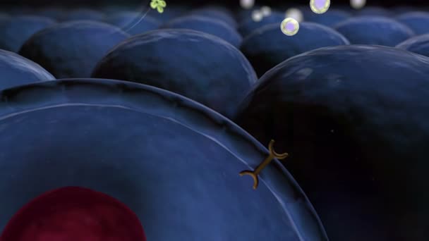 Insülin Glikoz Insan Insülin Molekül Yapısını Protein Hücre Yapısı Mitokondri — Stok video