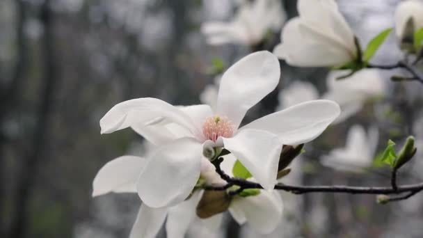 Květy Bílé Bílé Šácholan Bílé Květy Magnolie Větev Stromu Magnolie — Stock video