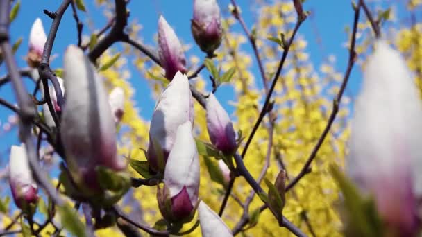 Pączek Magnolii Kwiatów Magnolii Magnolii Kwiatów Magnolii Gałęzi Drzewa Magnolia — Wideo stockowe