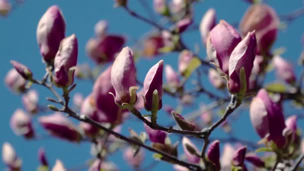 ピンクのモクレンの芽 ピンクの木蓮の花ピンクの木の枝 マグノリアの木の花 空の背景のピンクのマグノリア花モクレン ピンク マグノリア花 — ストック動画