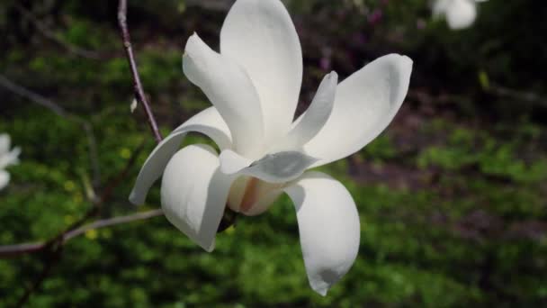 bílý šácholan květiny, květiny bílého magnolie, bílý šácholan, bílý šácholan květiny na větvi stromu, kvetoucí strom Magnolia, 